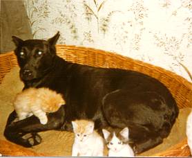 Tessy mit Katzenbabys