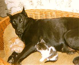 Tessy mit Katzenbabys 3